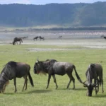 Ngorongoro Crater floor