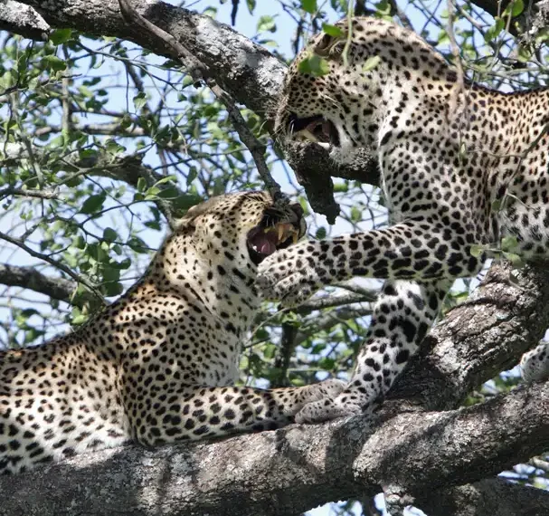 Serengeti National Park plains
